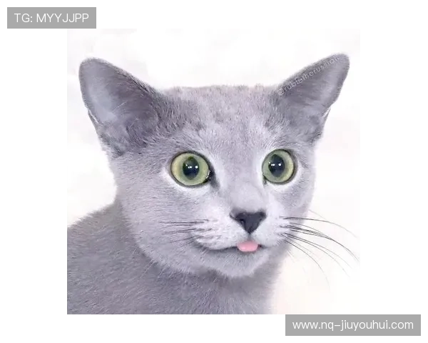 猫咪萌态足球赛精彩进球瞬间展示可爱与灵活的完美结合